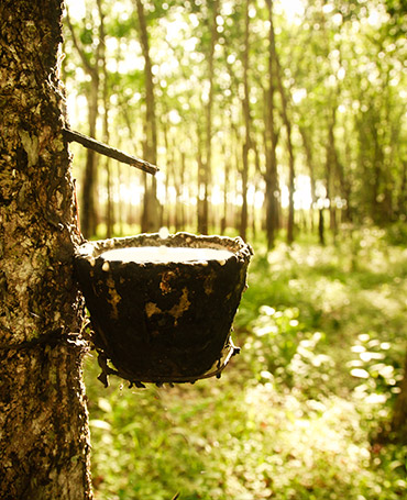 Article_latex_plantation